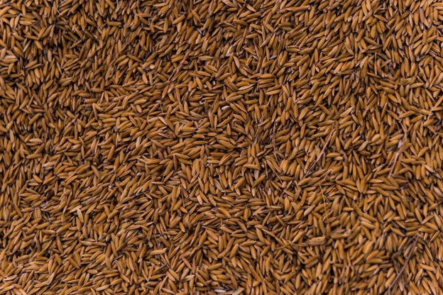 Organic long grain brown rice