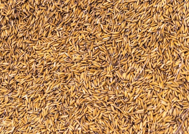 The Rise of Organic Basmati Brown Rice
